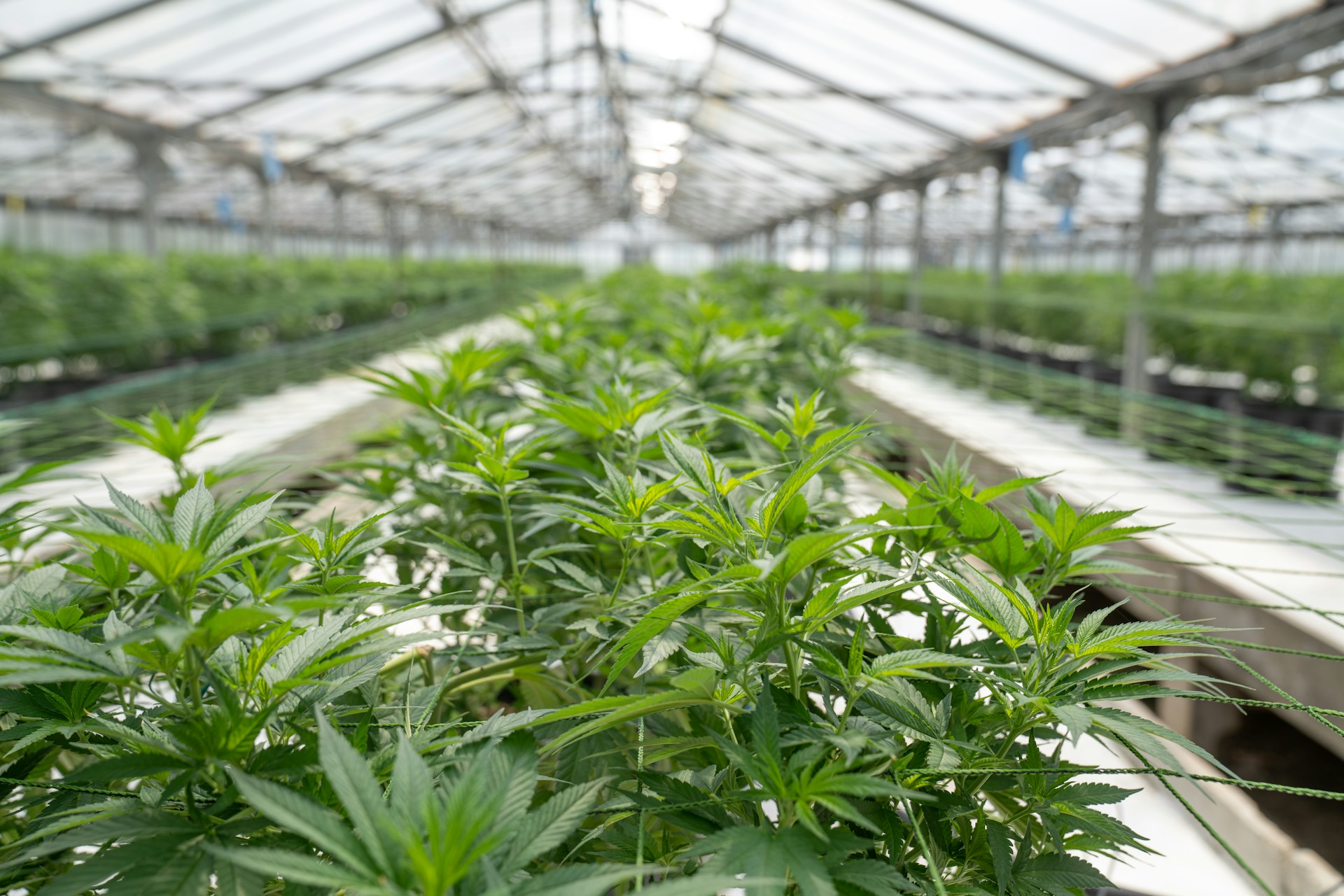 It is not always possible to grow cannabis in modern greenhouses like the one in the photo (Image: CRYSTALWEED cannabis)