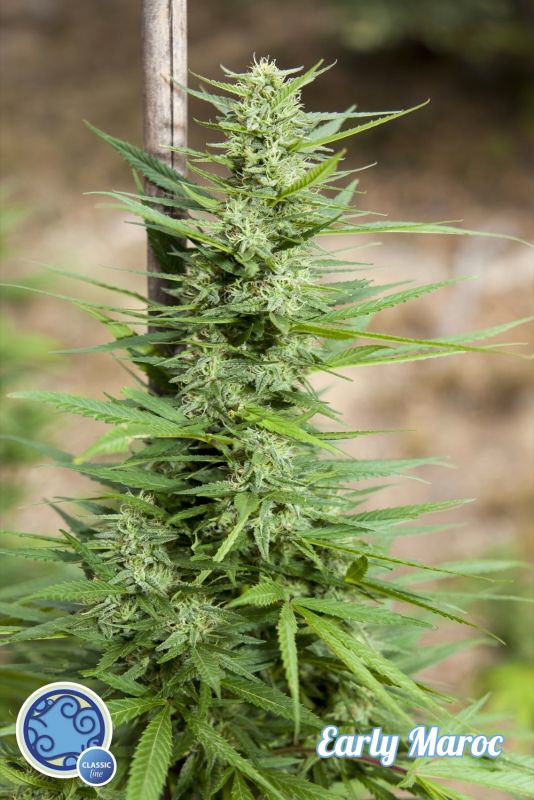 Early Maroc by Philosopher Seeds, the fastest strain for outdoor crops