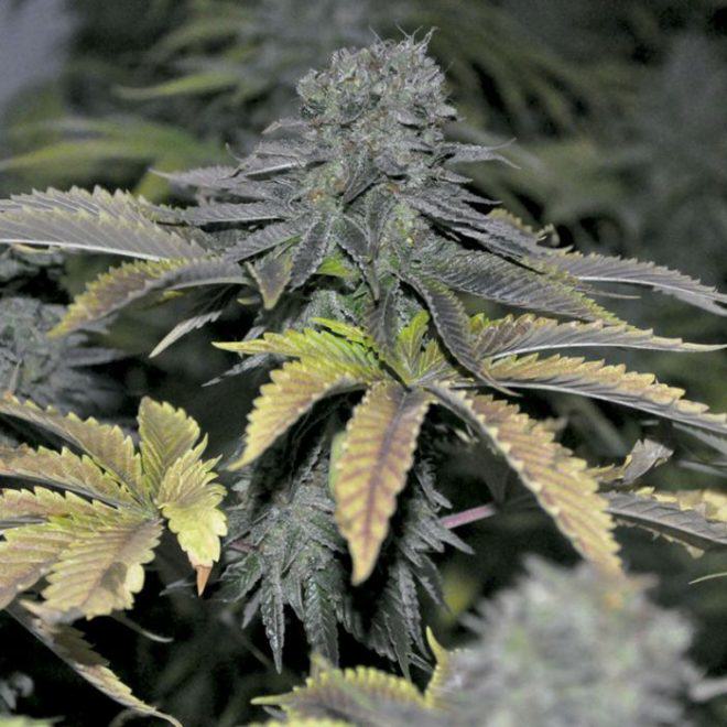 Early Widow by Elite Seeds, especially developed for high yields and early flowering