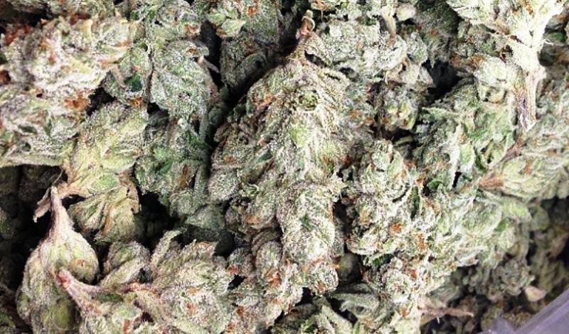 OG Kush is one of the most widely grown cannabis genetics