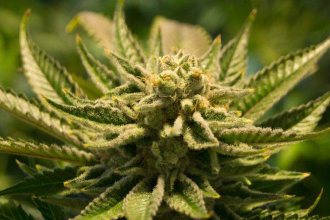 Some cannabis strains complete their bloom cycle really fast