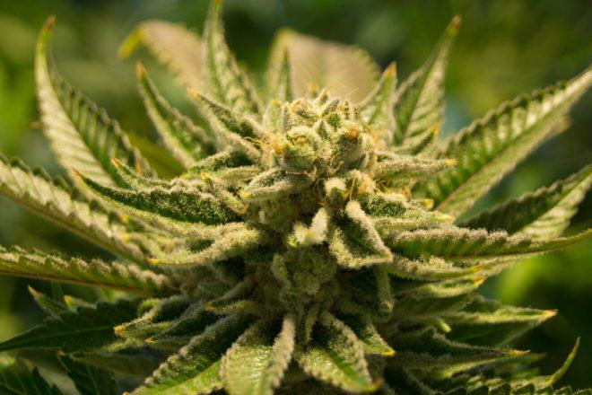 Some cannabis strains complete their bloom cycle really fast 