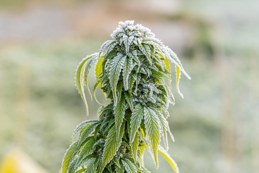 Low temperatures can be a serious setback for the development of your cannabis plants.