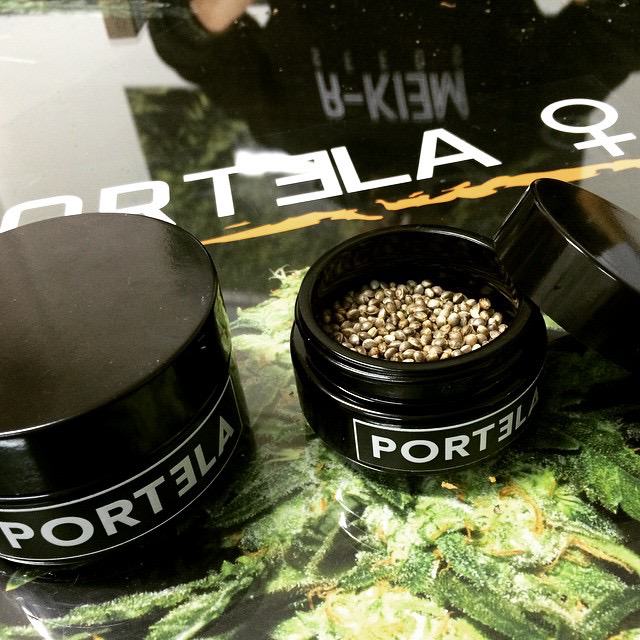 Portela by R-Kiem Seeds, a high-flying Sativa