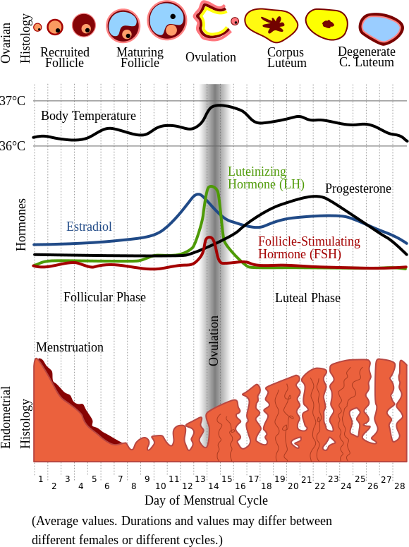 Hormones during the menstrual cycle