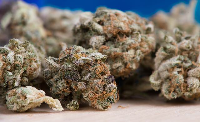7 high yielding cannabis strains