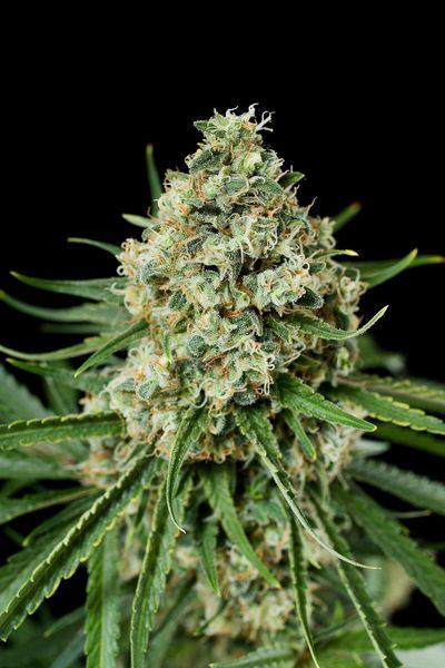 Dinafem's Critical + 2.0, high yields and early flowering