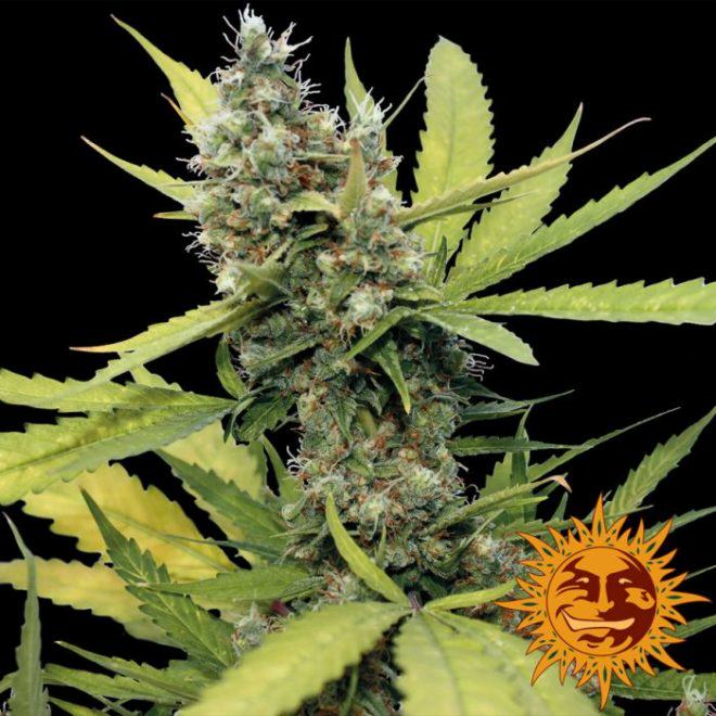 Honey B from Barney's Farm, a highly productive Sativa