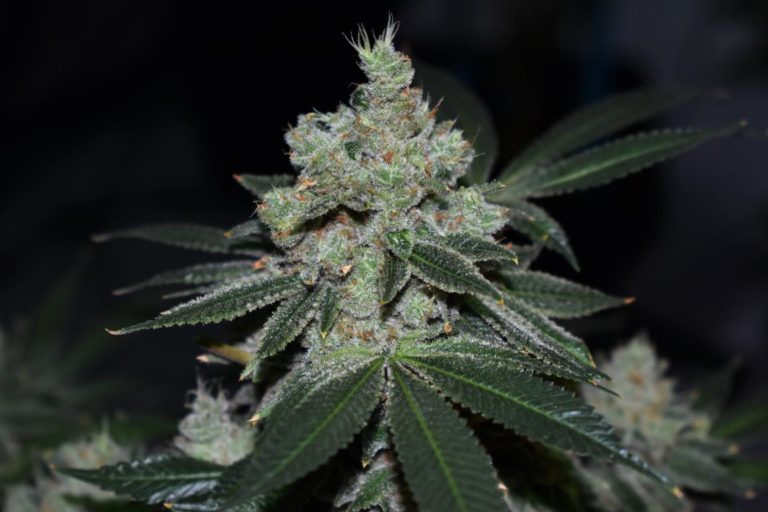 Clementine Kush produces an abundant layer of trichomes