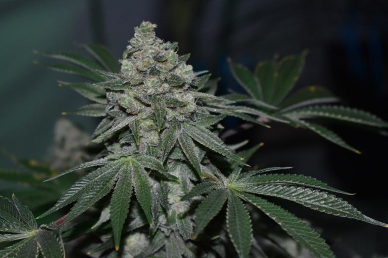 Grow report of Clementine Kush from Colorado Seed