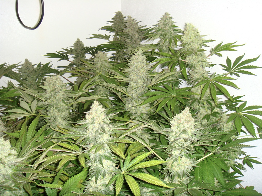 Nearly time to harvest these coco grown buds