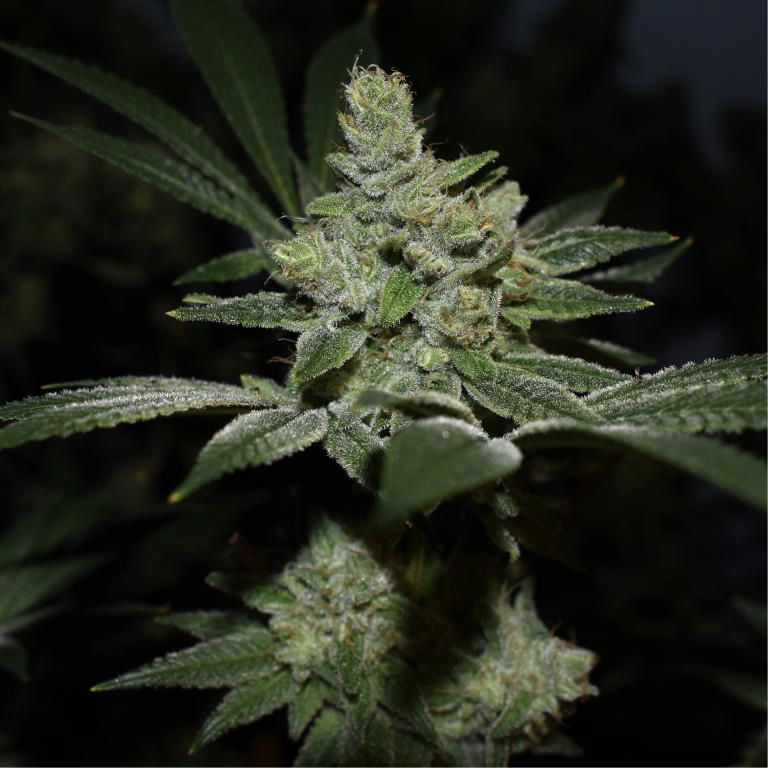 Colorado Seed: highest quality, simple to cultivate and rich in THC!