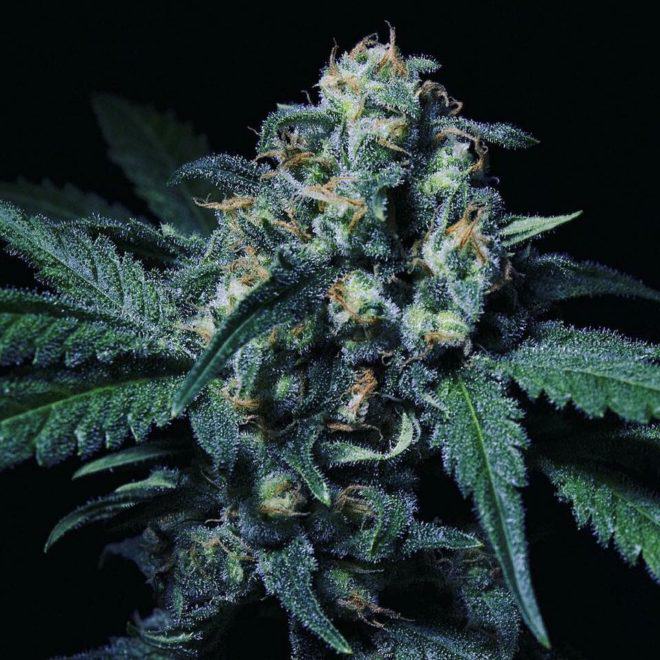 Negra 44 by R-Kiem Seeds, an Indica with African origins