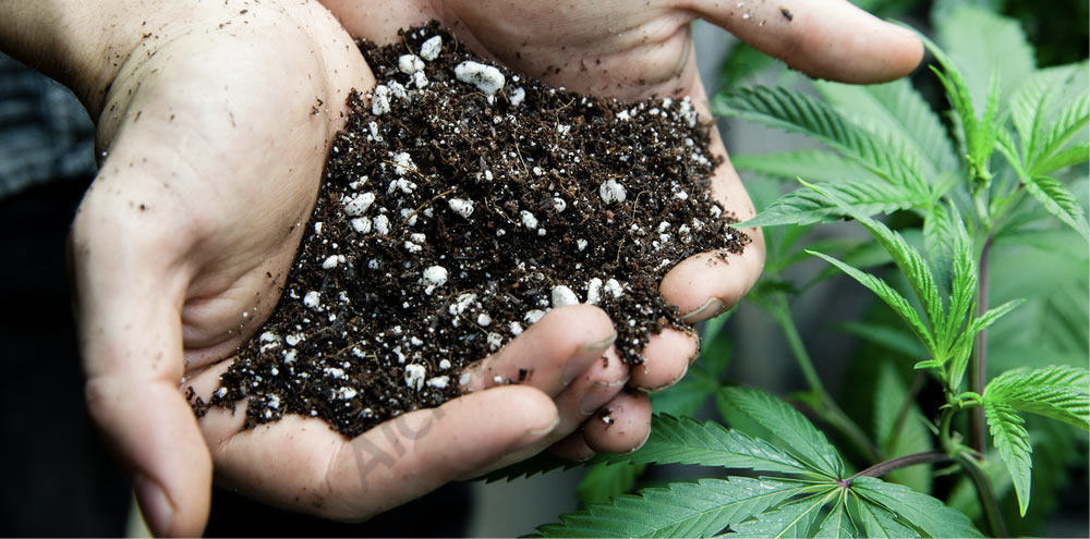 Cannabis specific soil