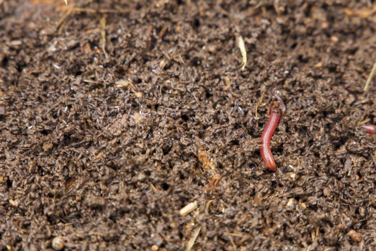 Microbes and microorganisms in soil decompose organic matter