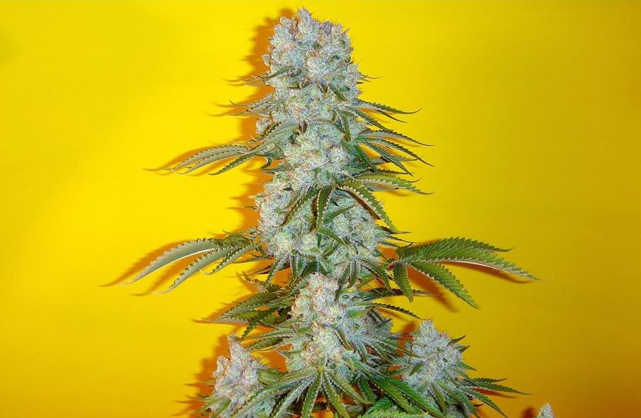Blue Fin by Mosca Seeds
