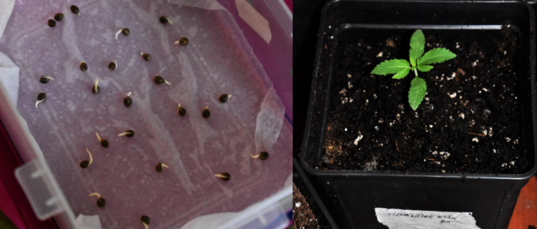 Excellent germination ratio and proper growth