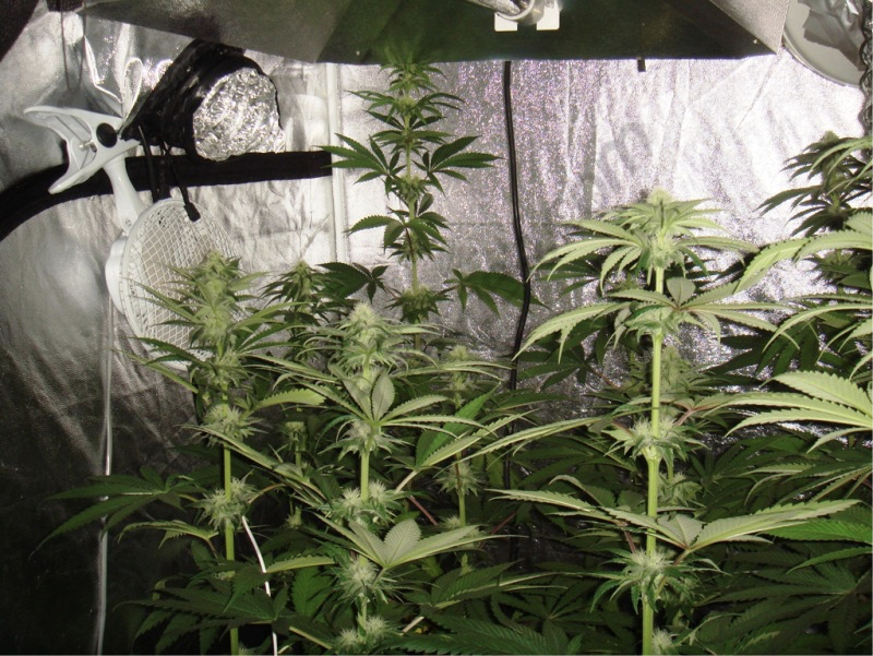 Flowering in Cannabis plants- Alchimia Grow Shop