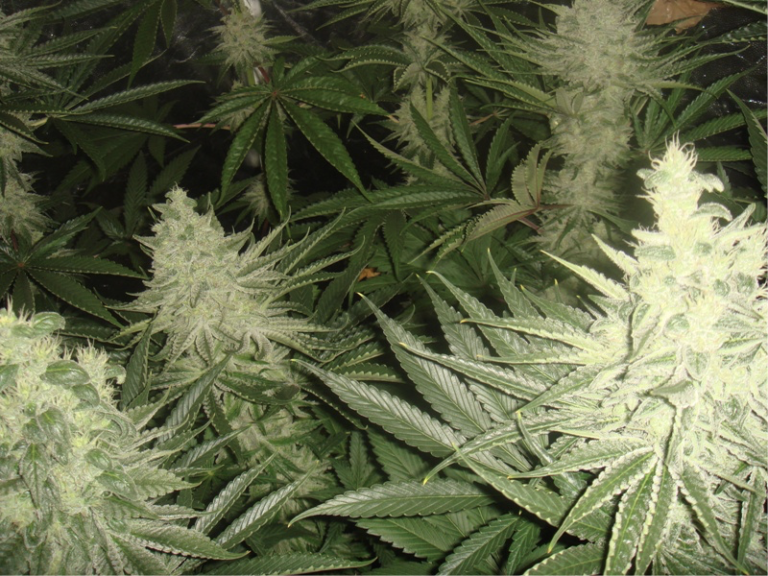 Flowering in Cannabis plants