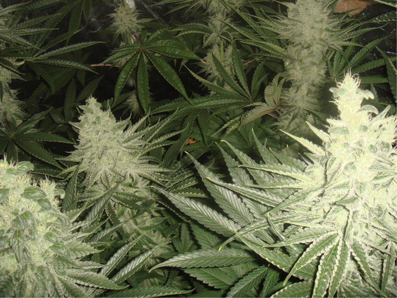 45 days flowering, buds fattening and resin