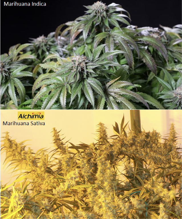 Indica compared to Sativa