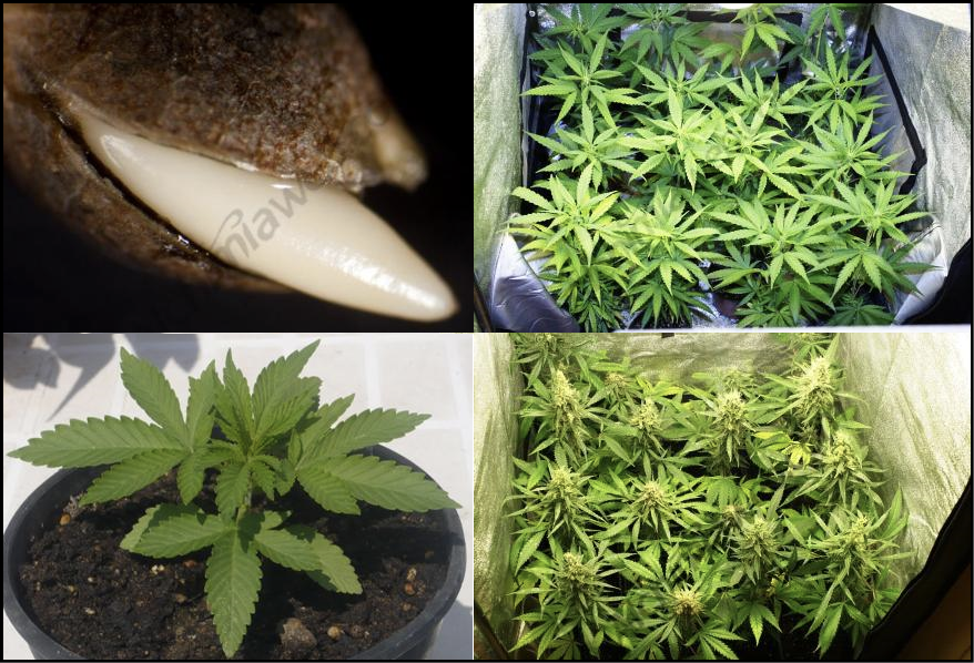 The Stages of Cannabis Growth