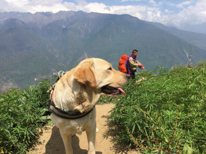 Cannabis and your dog can become great friends