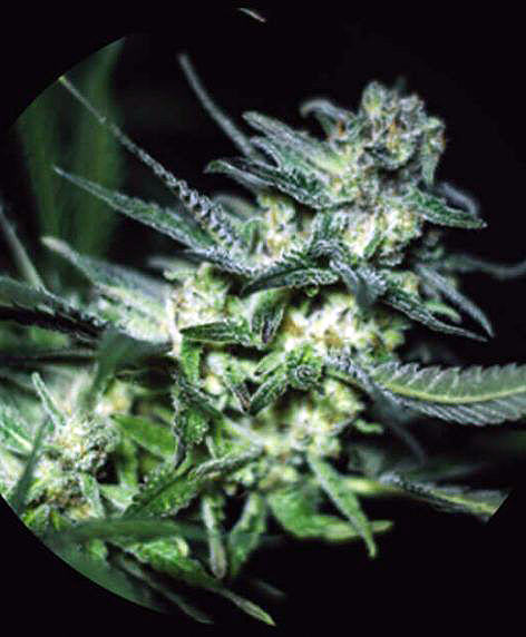 Eli by R-Kiem Seeds, a fast and productive Sativa