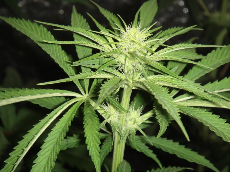 Flowering in Cannabis plants- Alchimia Grow Shop