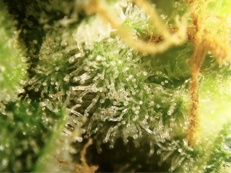 These cloudy trichomes indicate maturity