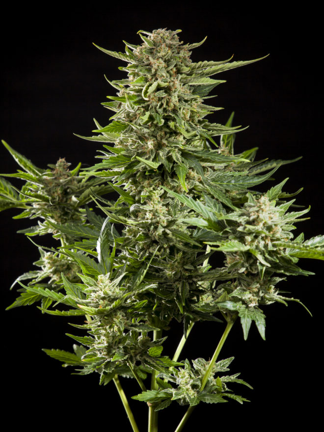 5 Auto strains that you must grow