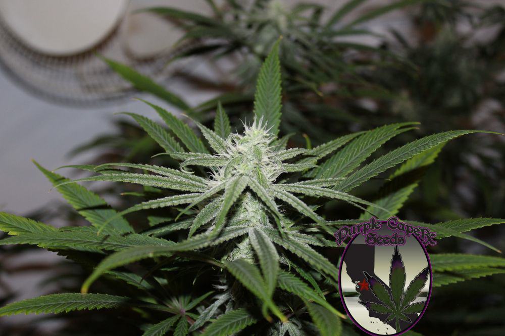 GGBX from Purple Caper Seeds