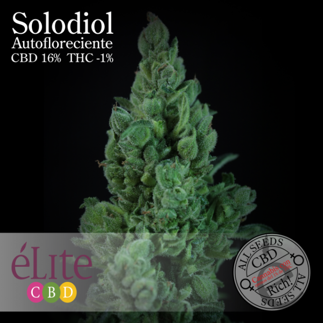 Solodiol Auto, an automatic CBD-rich strain