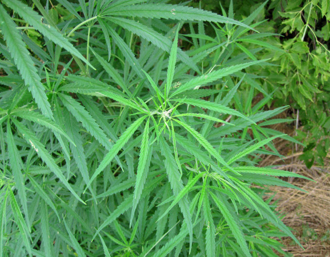 Sativa plants are known for their uplifting effect