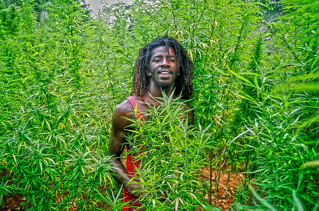 Jamaican Sativas are still being grown by some farmers