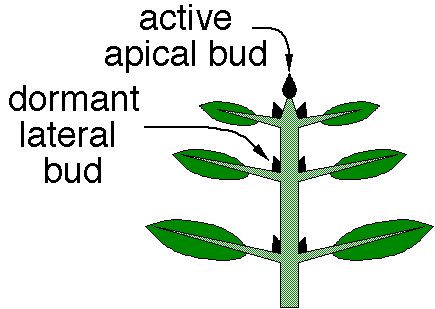 Apical Cycle