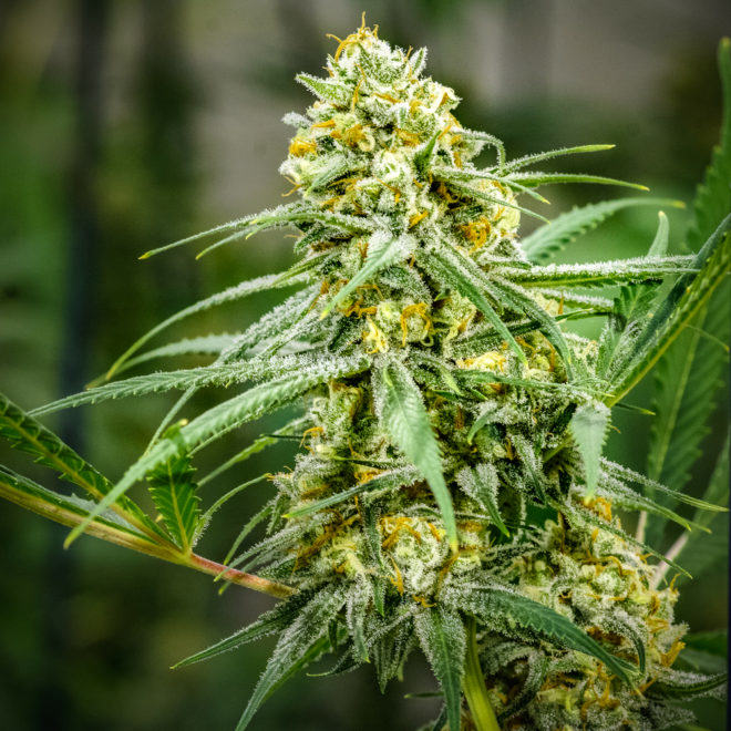 Cinderella 99 is one of Brothers Grimm Seeds most sough-after strains