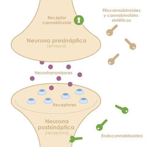 The endocannabinoid system