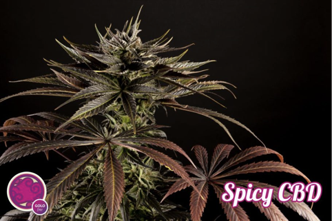 Spicy CBD by Philosopher Seeds