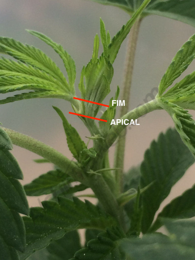 Visual guide to FIM & topping