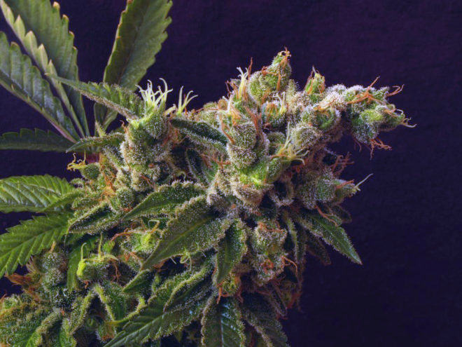 The amazing Rosetta Stone by Brothers Grimm Seeds