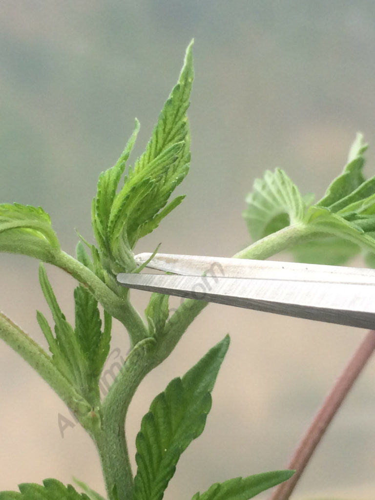 Pruning Cannabis Plants