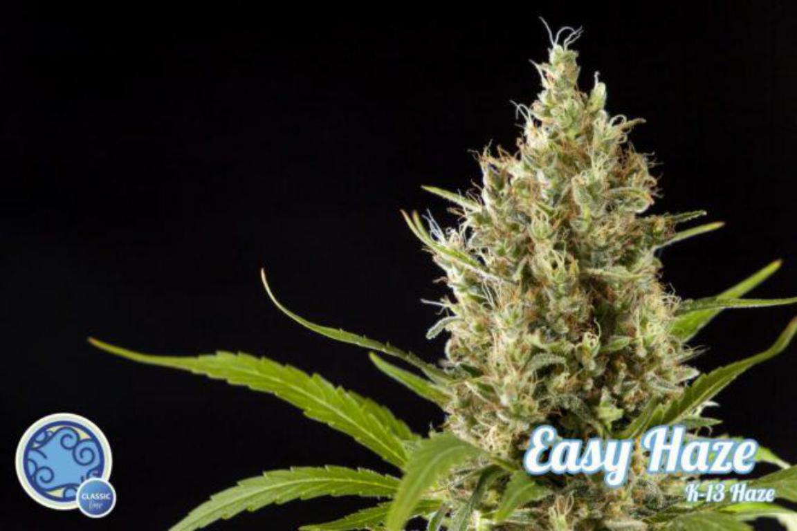 7-cannabis-strains-uplifting-effect