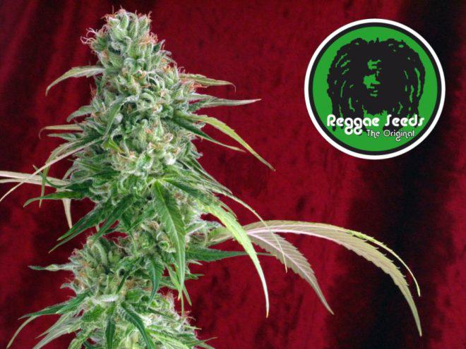 Juanita la Lagrimosa by Reggae Seeds, balanced THC:CBD ratio