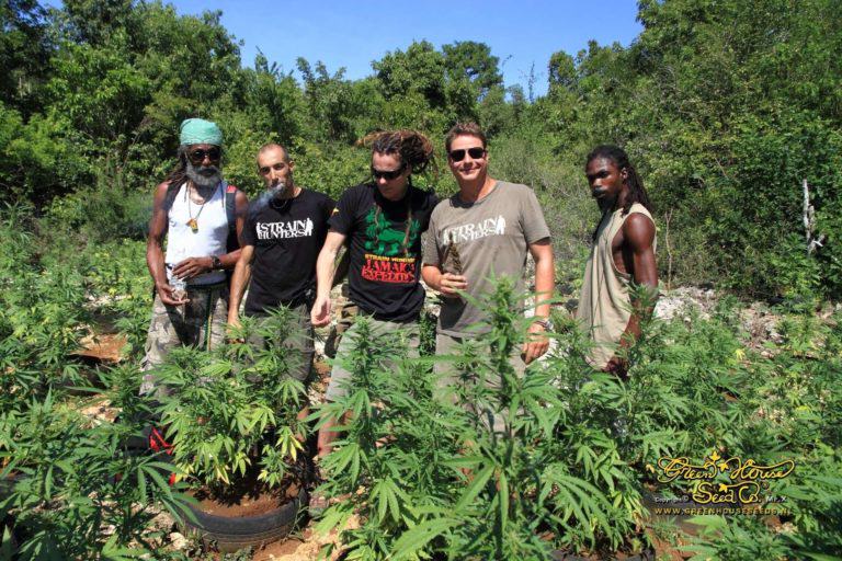 Strain Hunters in Jamaica