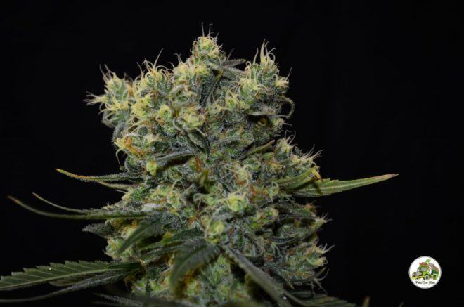 Superchoco by Paisa Grow Seeds