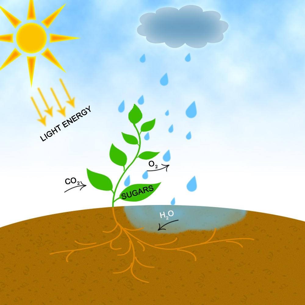 Photosynthesis: Light, CO2 and water are transformed into sugars and O2