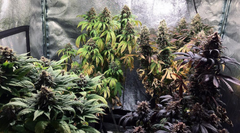 A colourful indoor cannabis garden