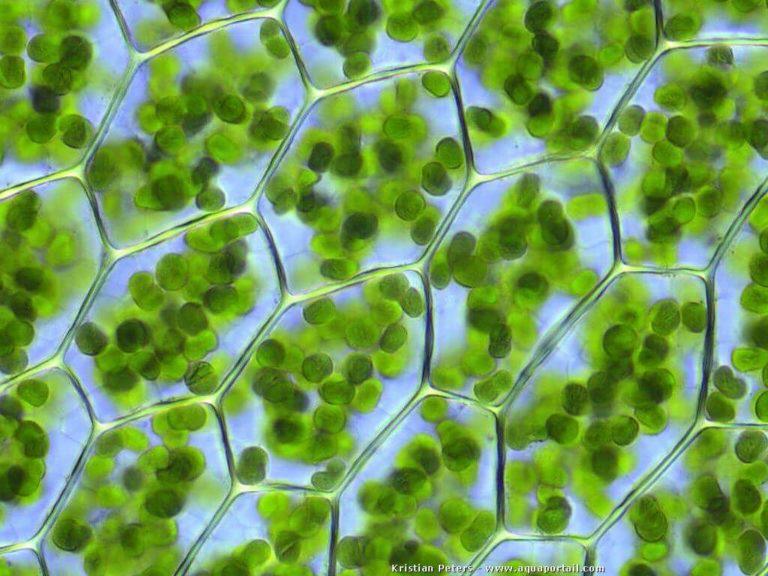 Chlorophyll represents 70% of pigments in cannabis