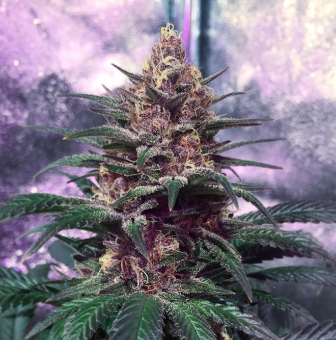 Colourful cannabis bud